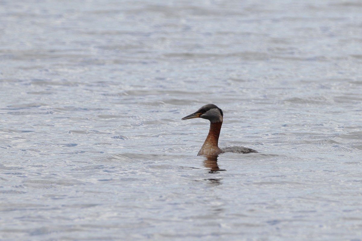 Red-necked Grebe - Claude Villeneuve