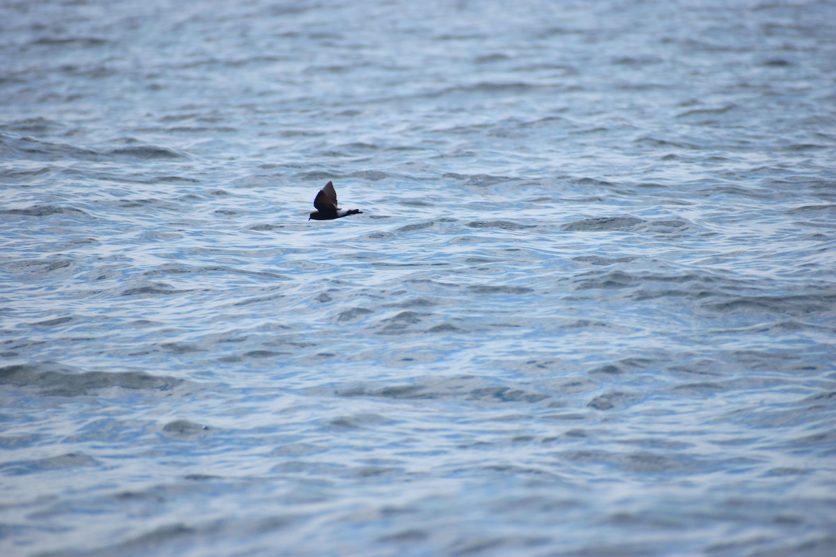 Wilson's Storm-Petrel - Rodrigo Bicudo