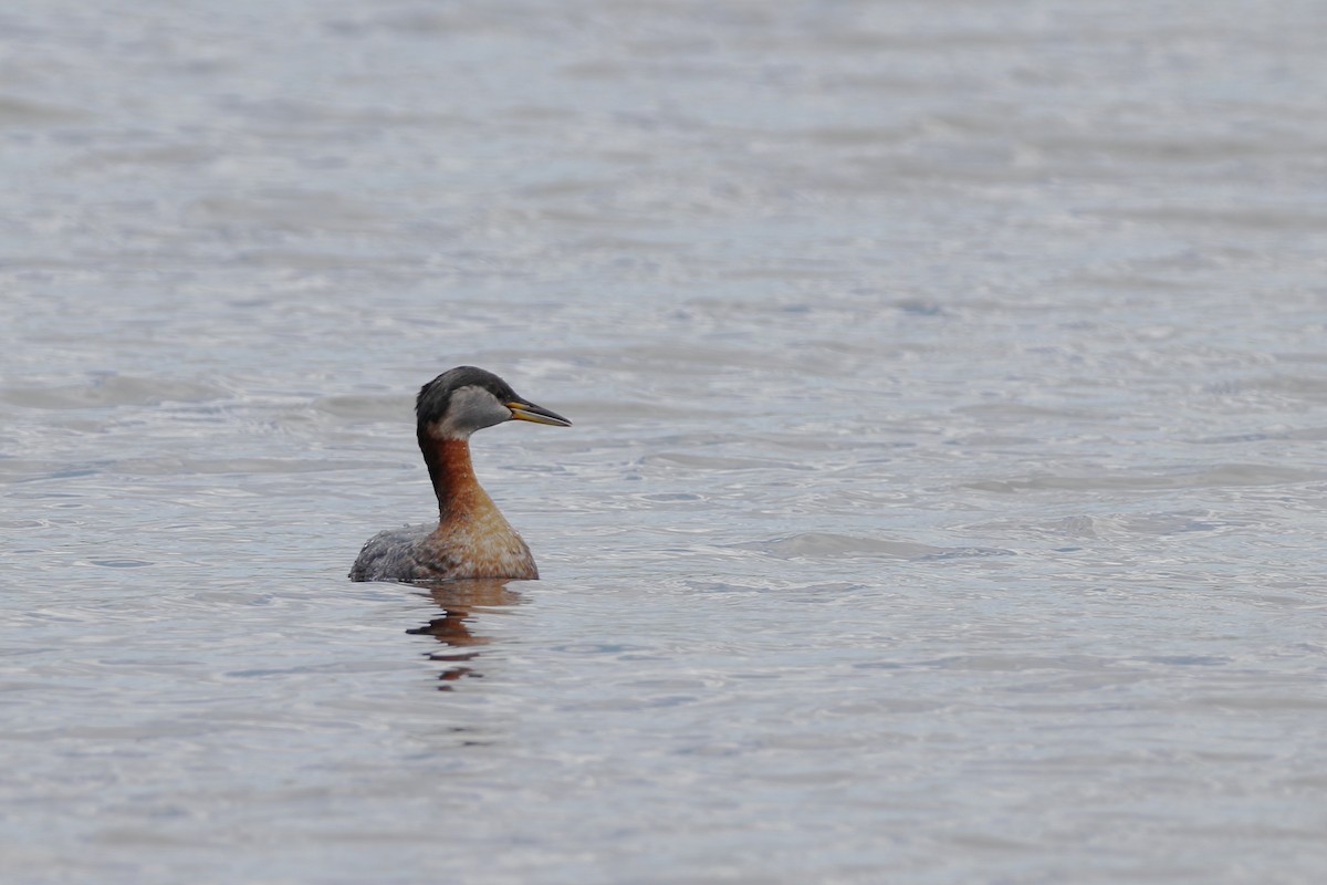 Red-necked Grebe - Claude Villeneuve