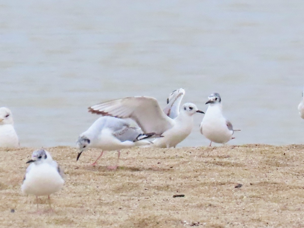 Bonaparte's Gull - Diane Roberts