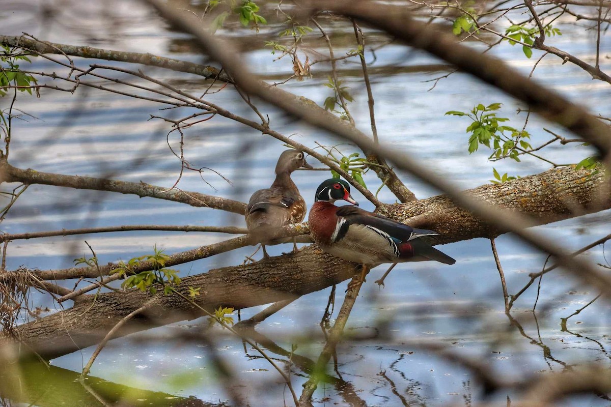 Wood Duck - Josee Hamel