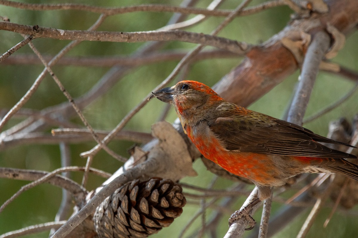 Red Crossbill - Ian Becker