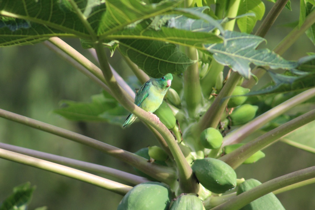 Spectacled Parrotlet - Luis Quisobony Rengifo