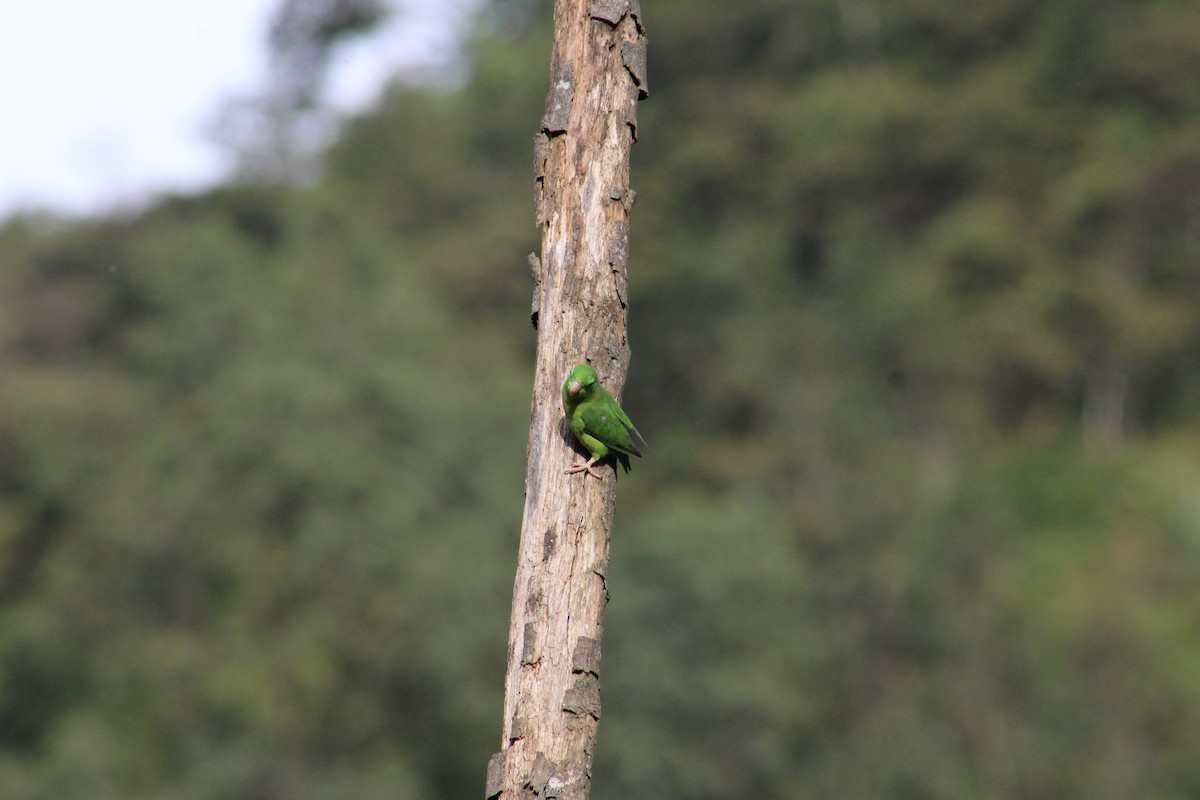 Spectacled Parrotlet - ML618851592