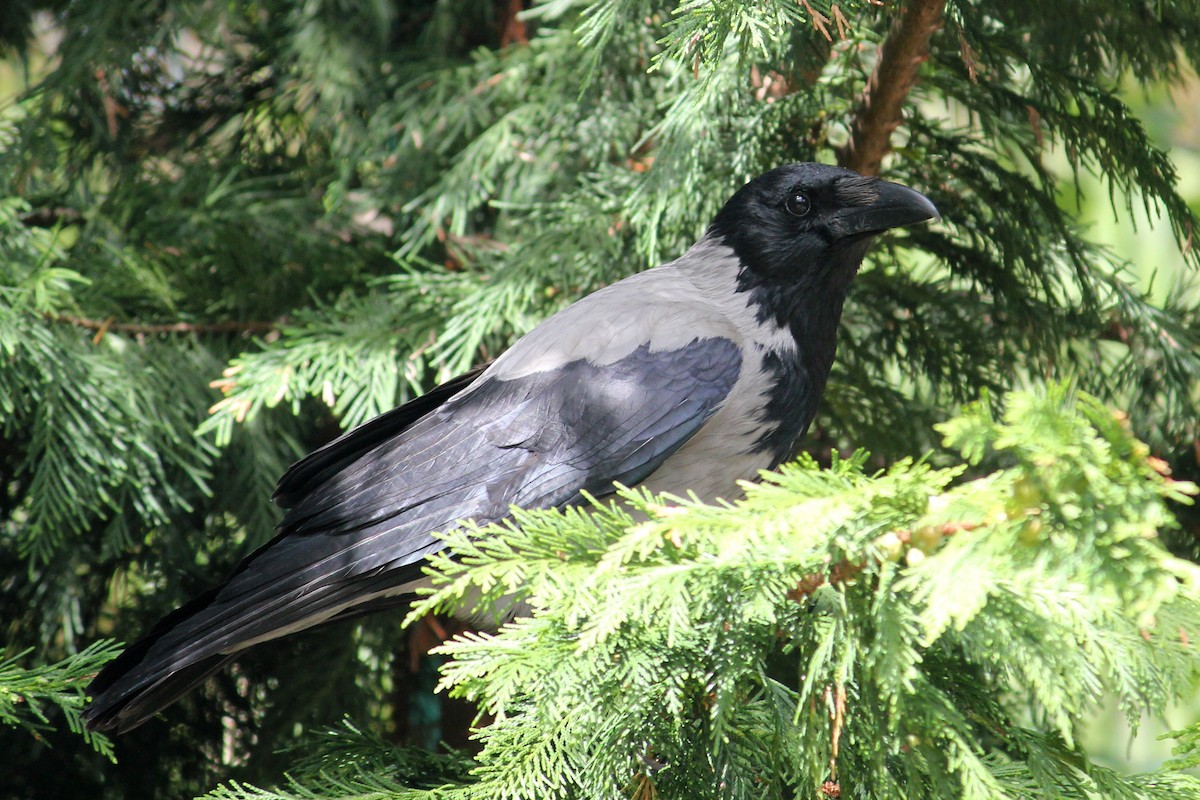 Hooded Crow - ML618851600