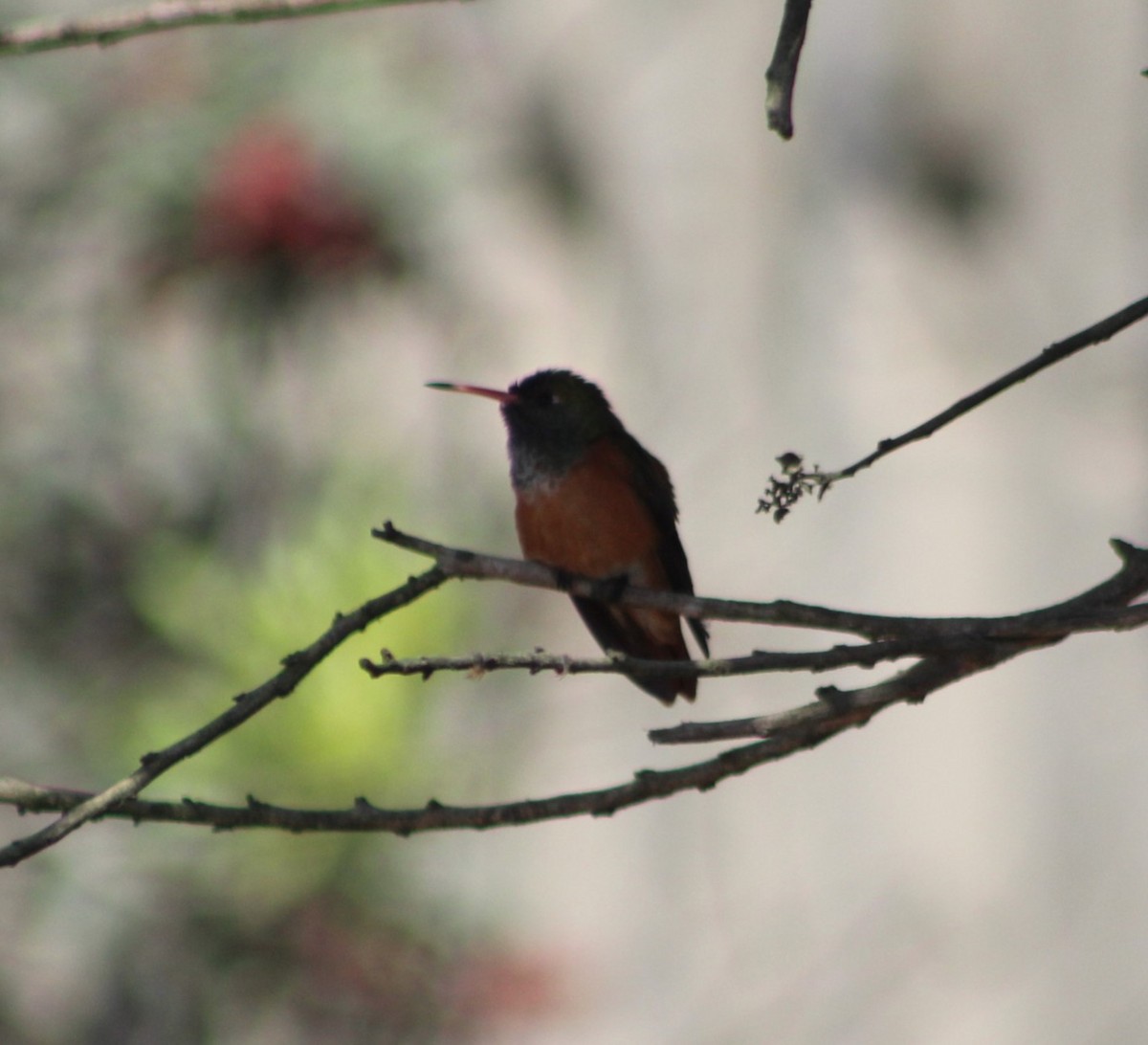Amazilia Hummingbird - ML618851613