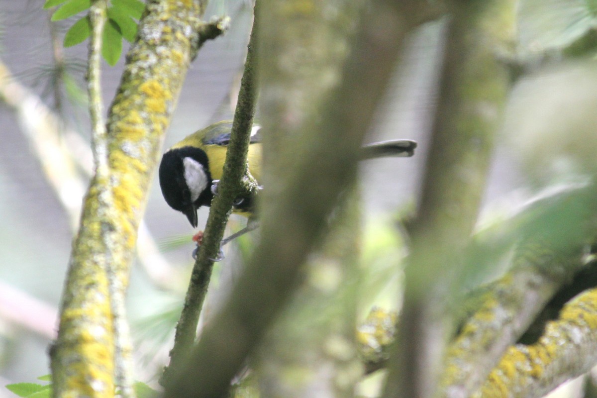 Great Tit - ML618851624