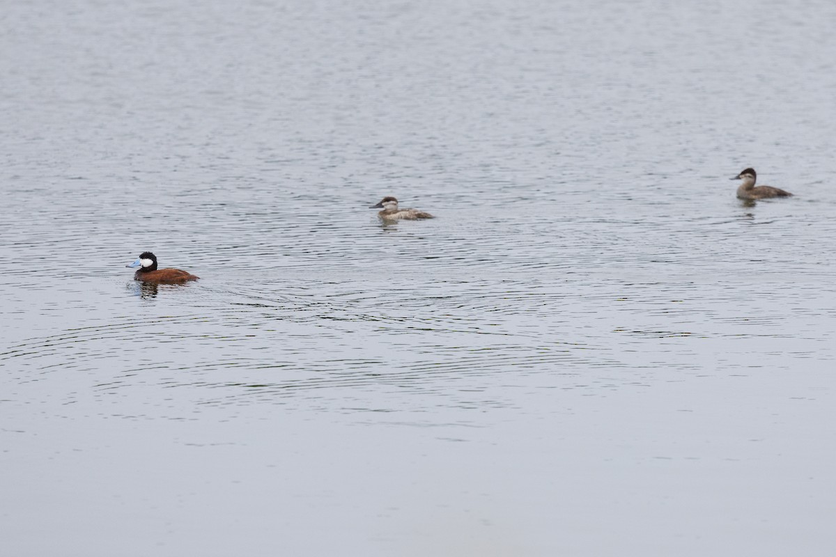 Ruddy Duck - ML618851640