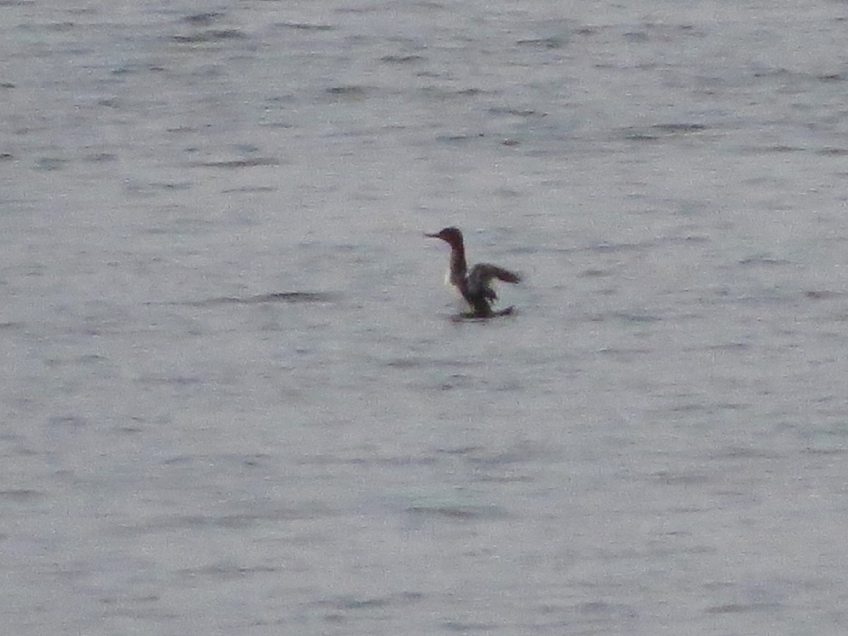 Red-breasted Merganser - Timothy Fennell