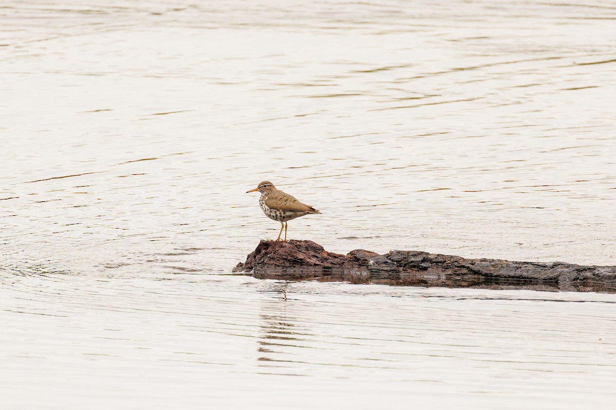 Spotted Sandpiper - Leena M