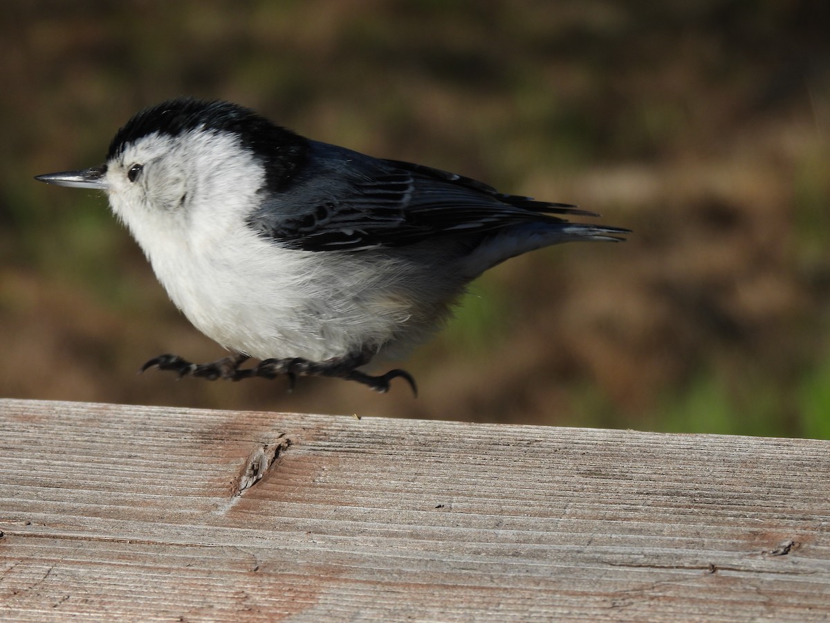 White-breasted Nuthatch - Dany Caouette