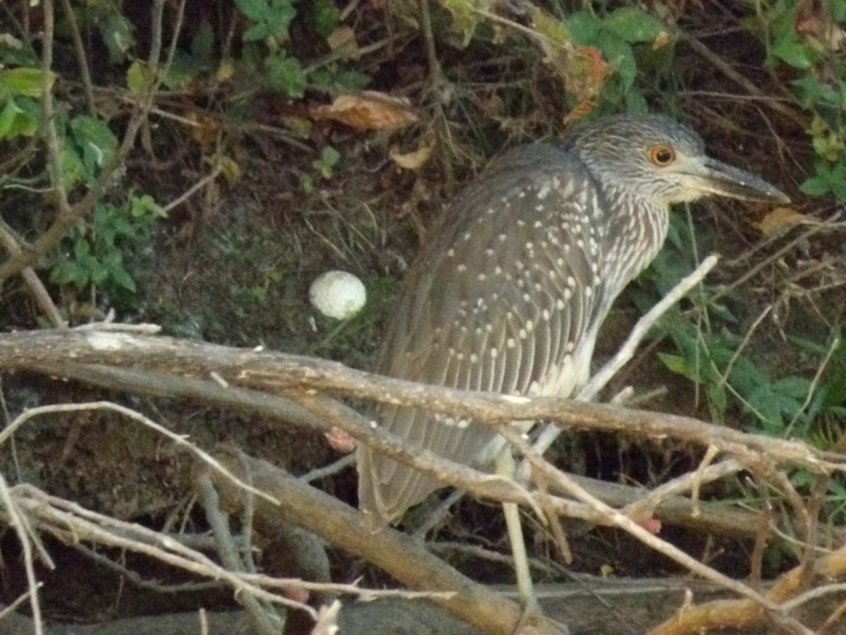 Yellow-crowned Night Heron - Jerhemy Lonzo