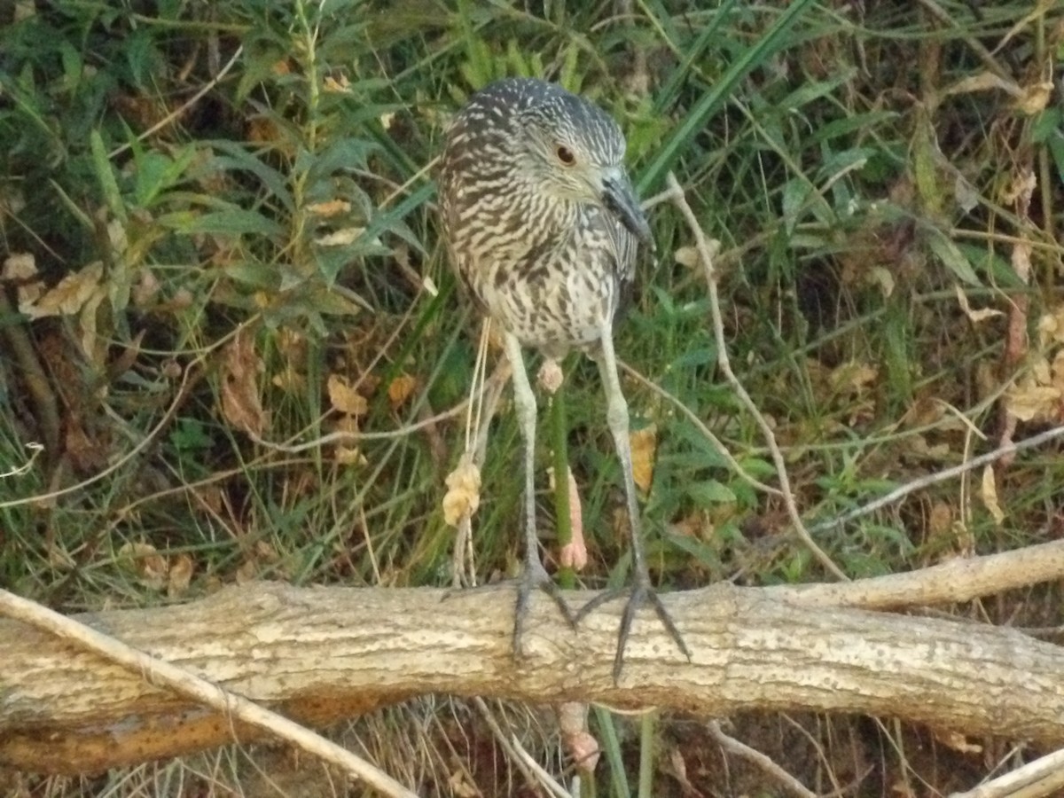 Yellow-crowned Night Heron - Jerhemy Lonzo