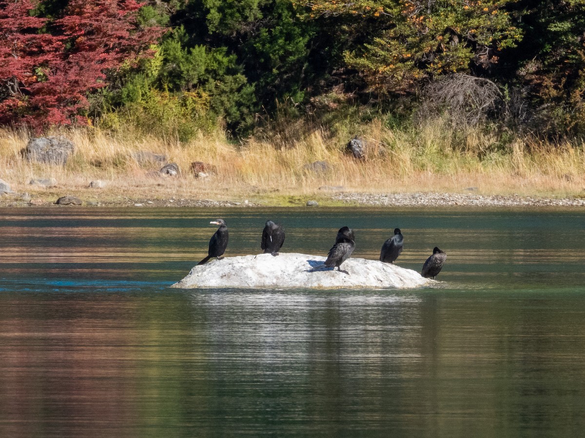 Neotropic Cormorant - Isabel McKay