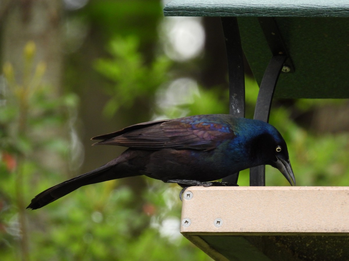 Common Grackle - Jeff Fengler