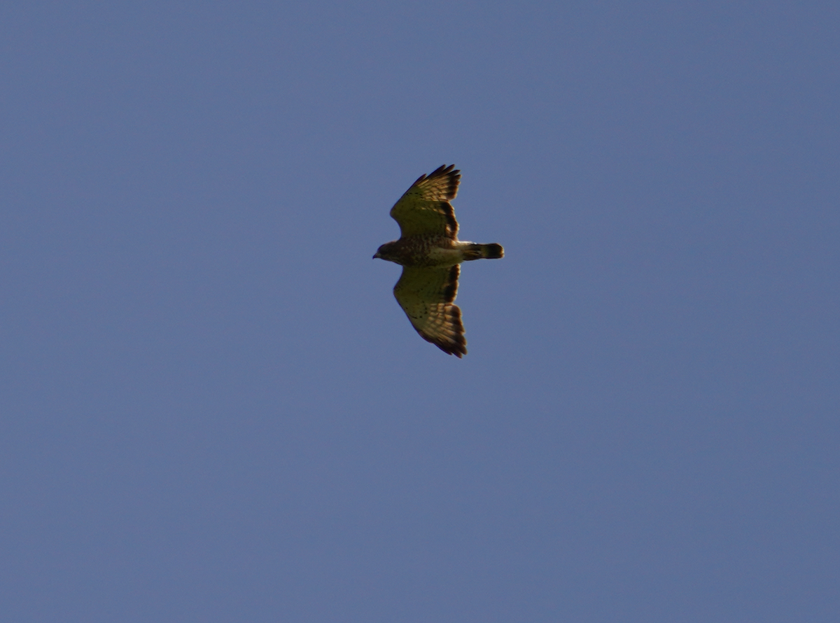 Broad-winged Hawk - Aaron T