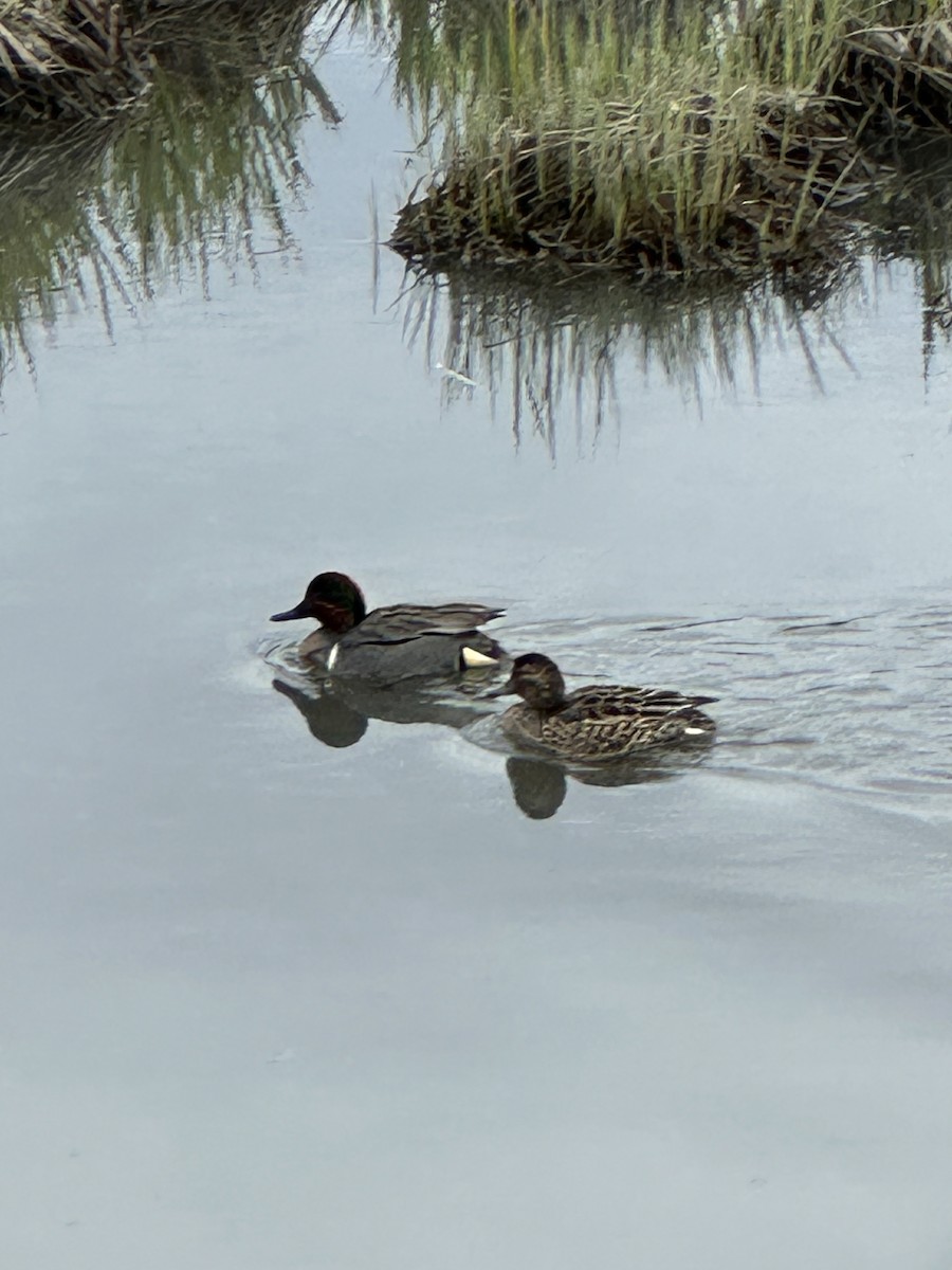 Green-winged Teal - Anthony Newcomer