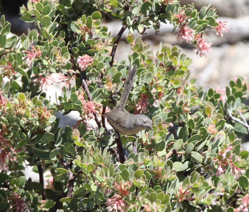 Wrentit - C. Jackson