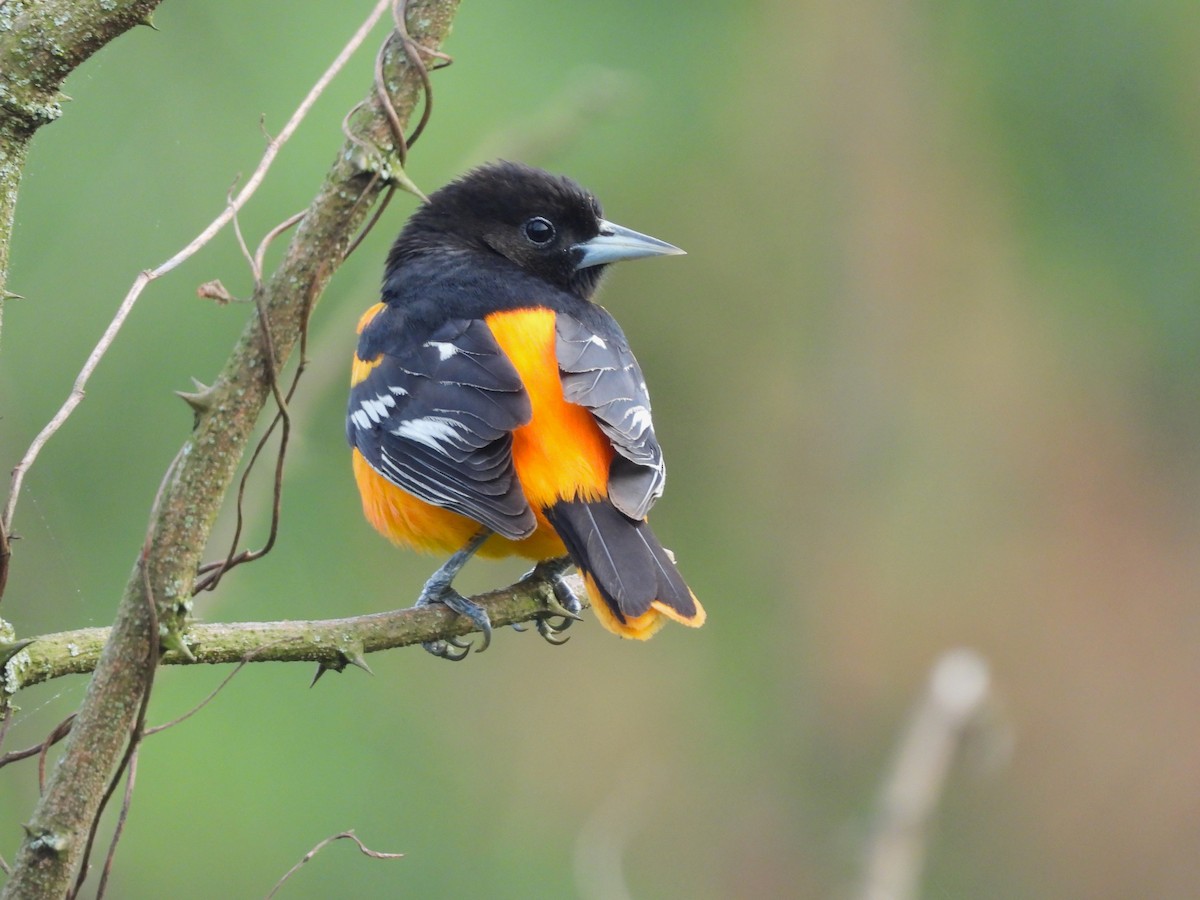 Baltimore Oriole - JamEs ParRis