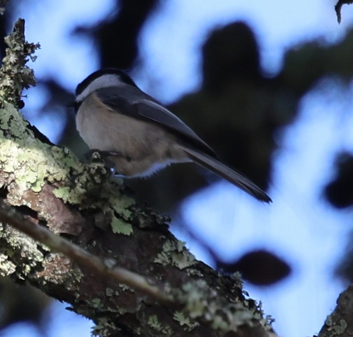 Black-capped Chickadee - ML618851735