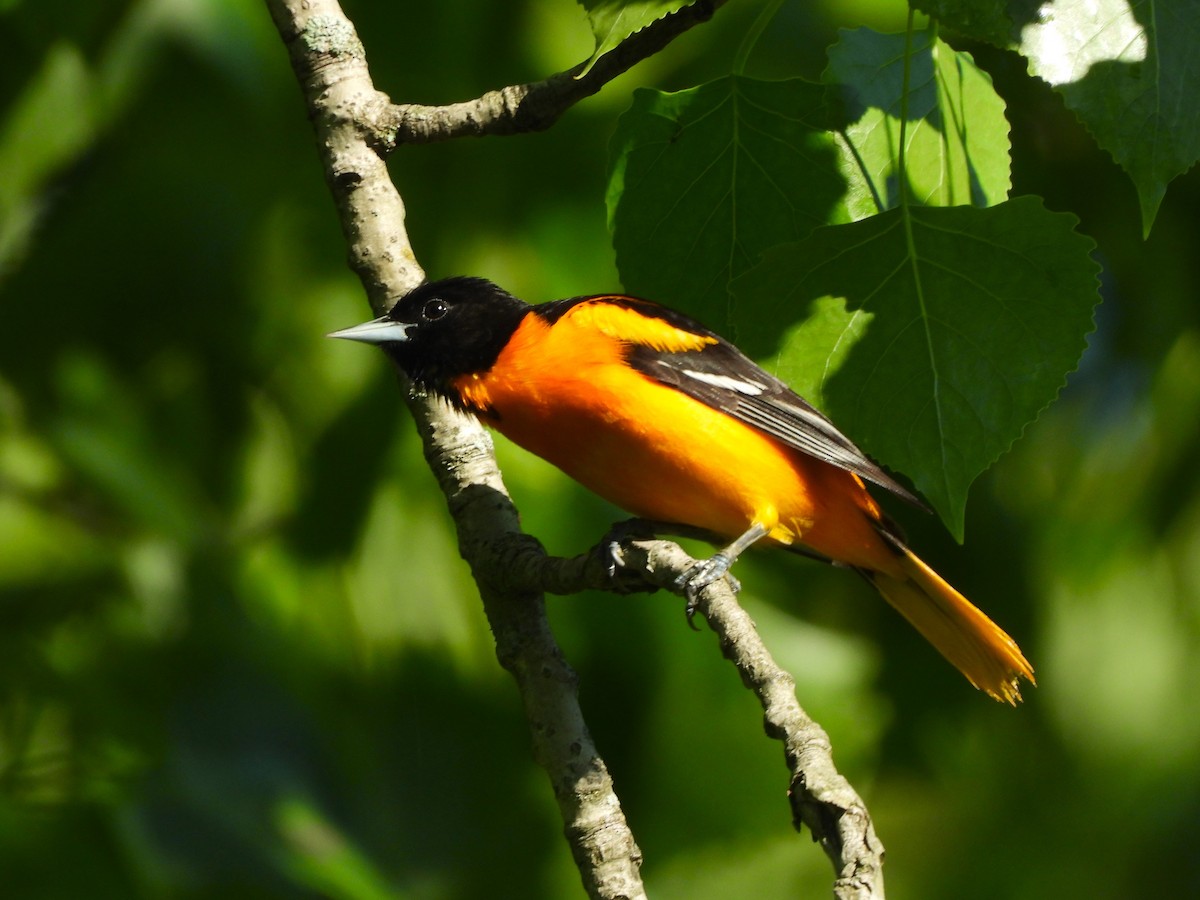 Baltimore Oriole - JamEs ParRis