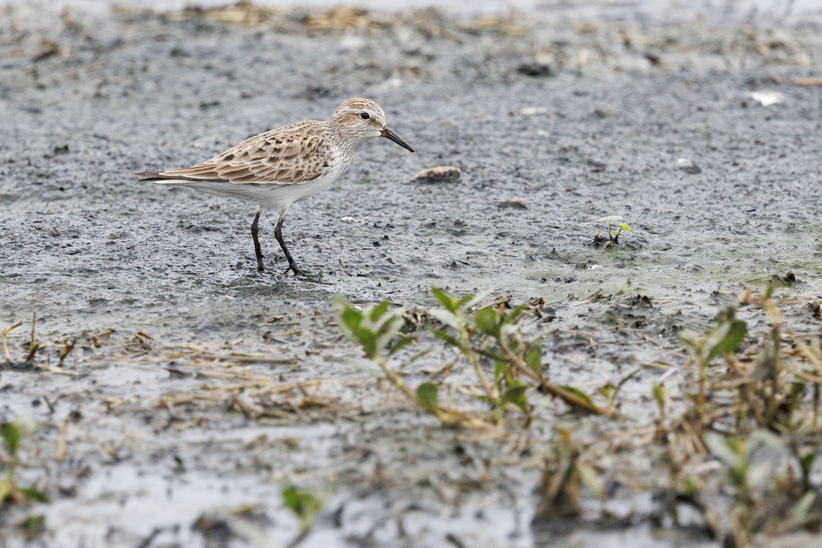 Semipalmated Sandpiper - Tommy Quarles