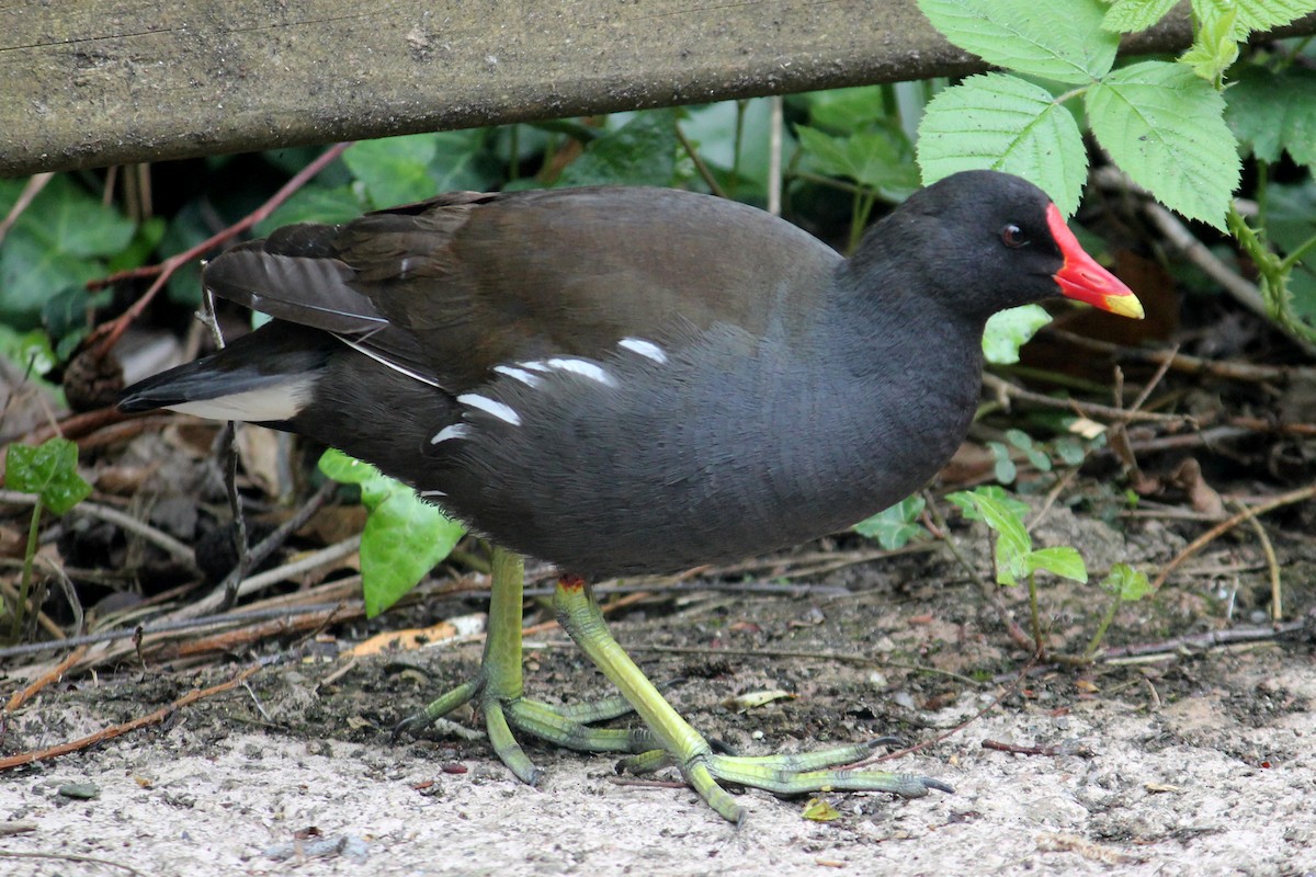 Eurasian Moorhen - ML618851758