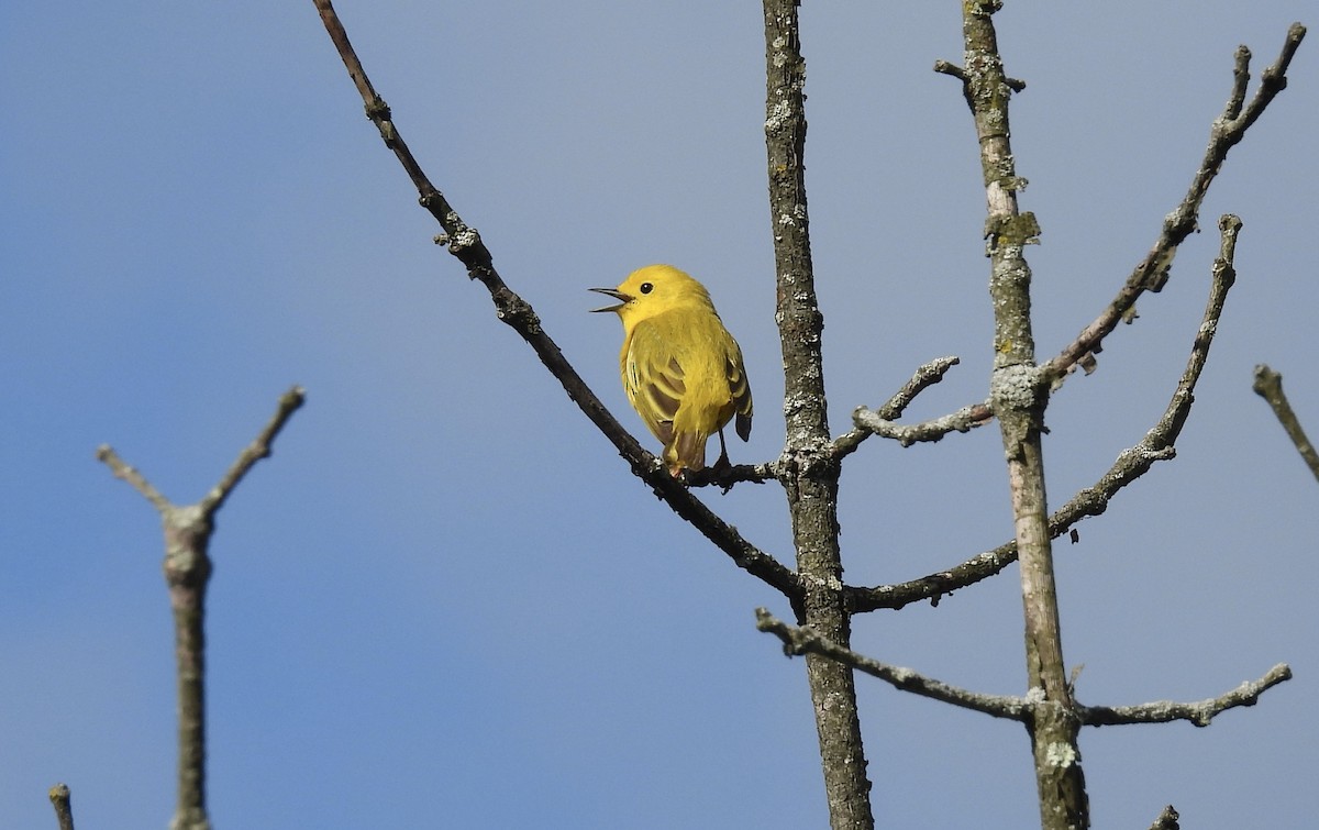 Yellow Warbler - Barb Stone