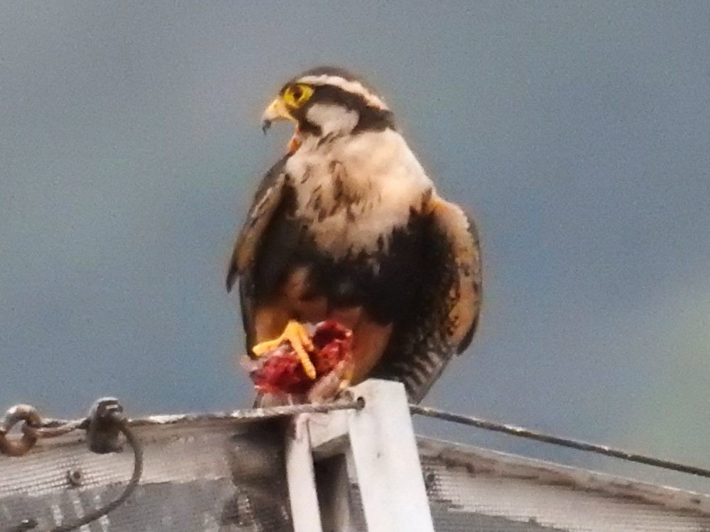 Aplomado Falcon - Fernando Nunes