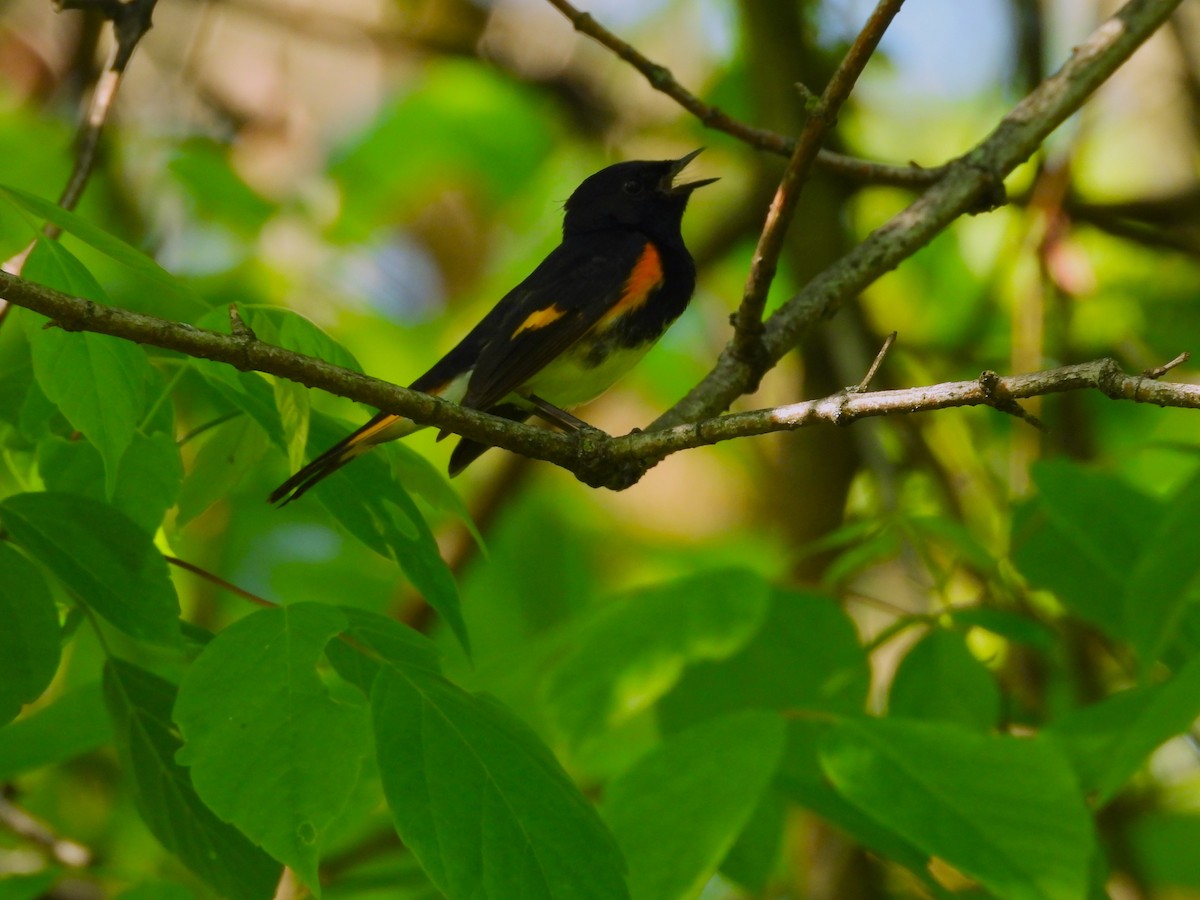 American Redstart - JamEs ParRis