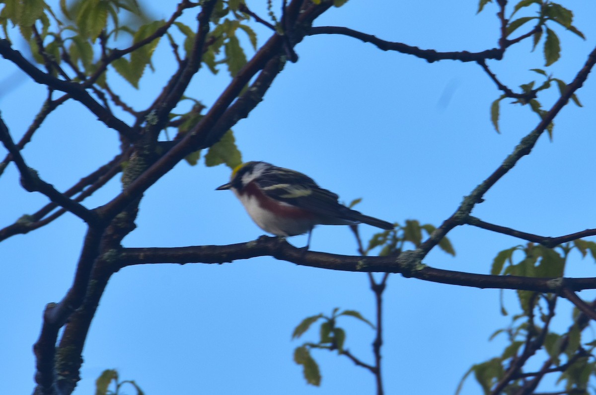 Chestnut-sided Warbler - Mark Holt