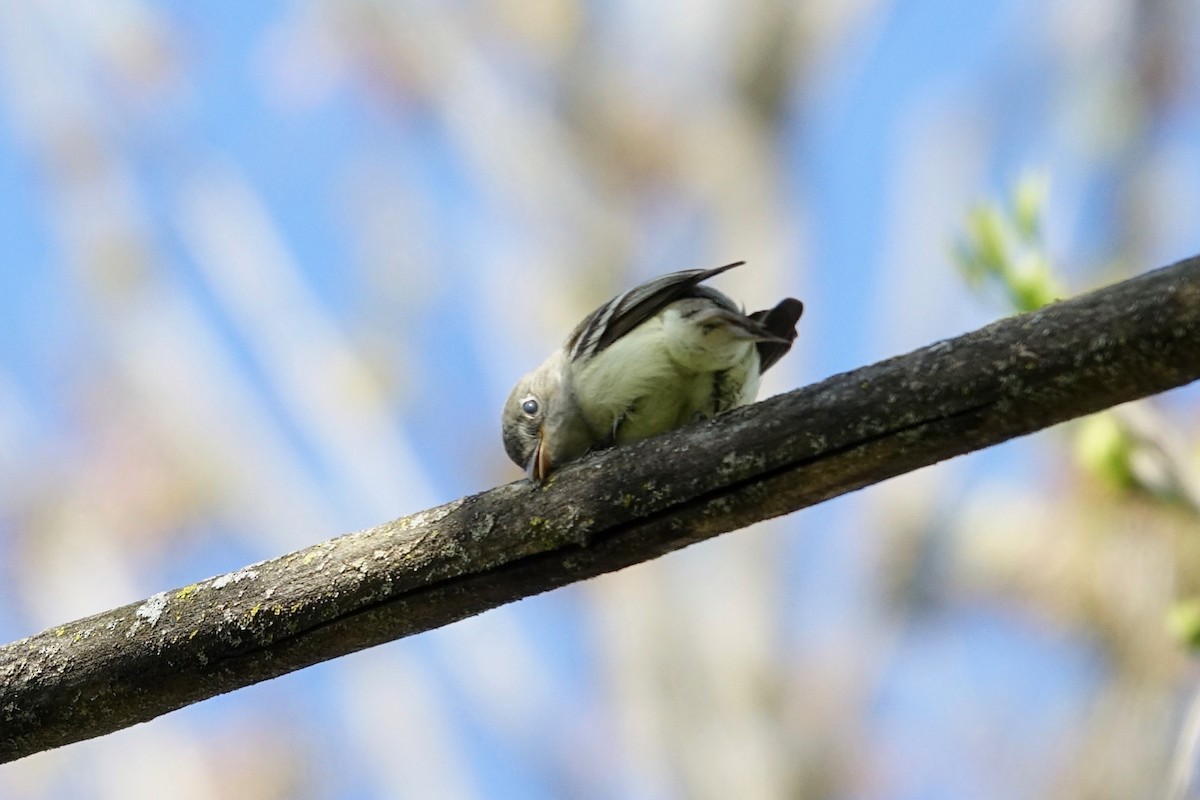 Least Flycatcher - Elaine Marie