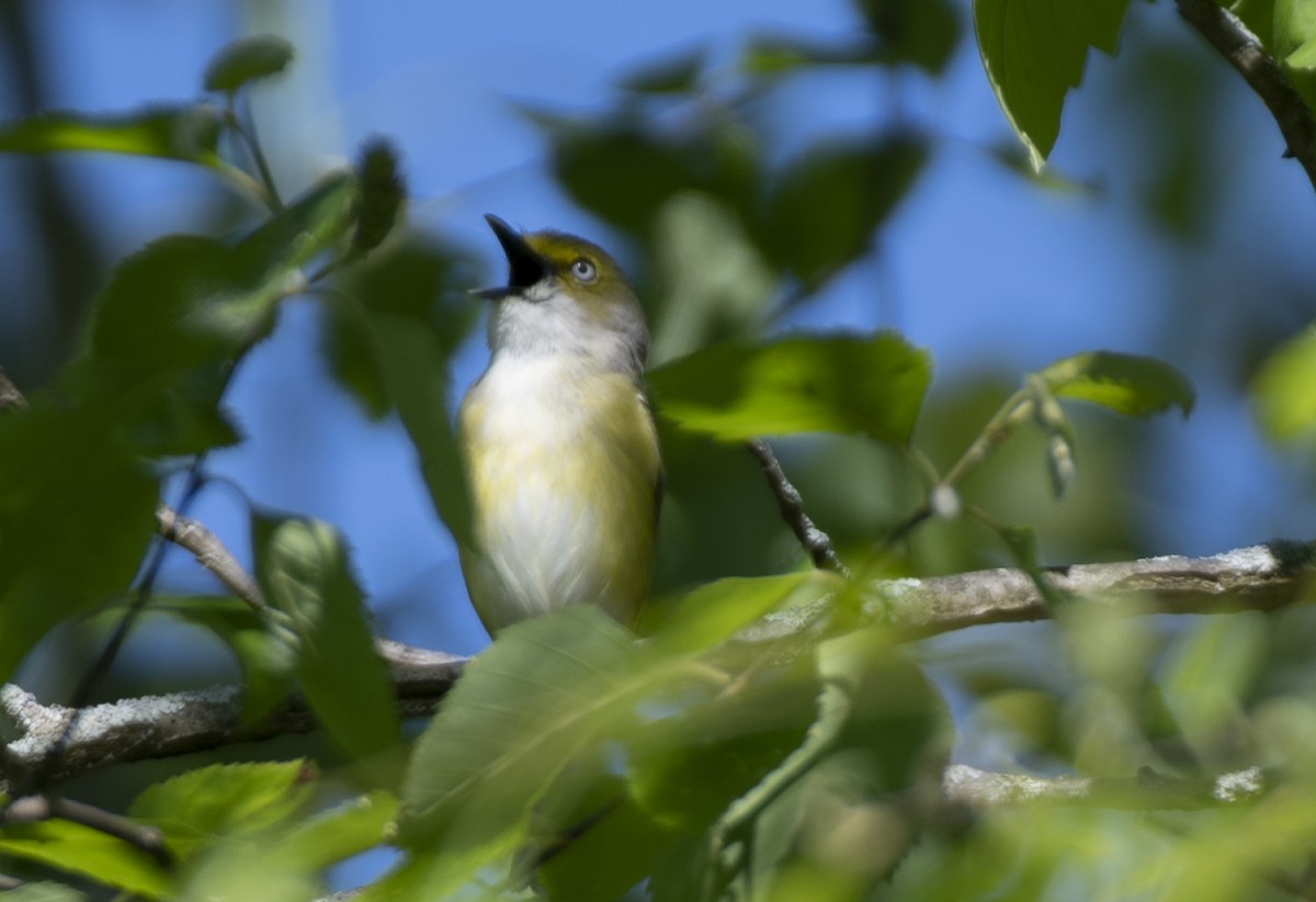 Ak Gözlü Vireo - ML618851800