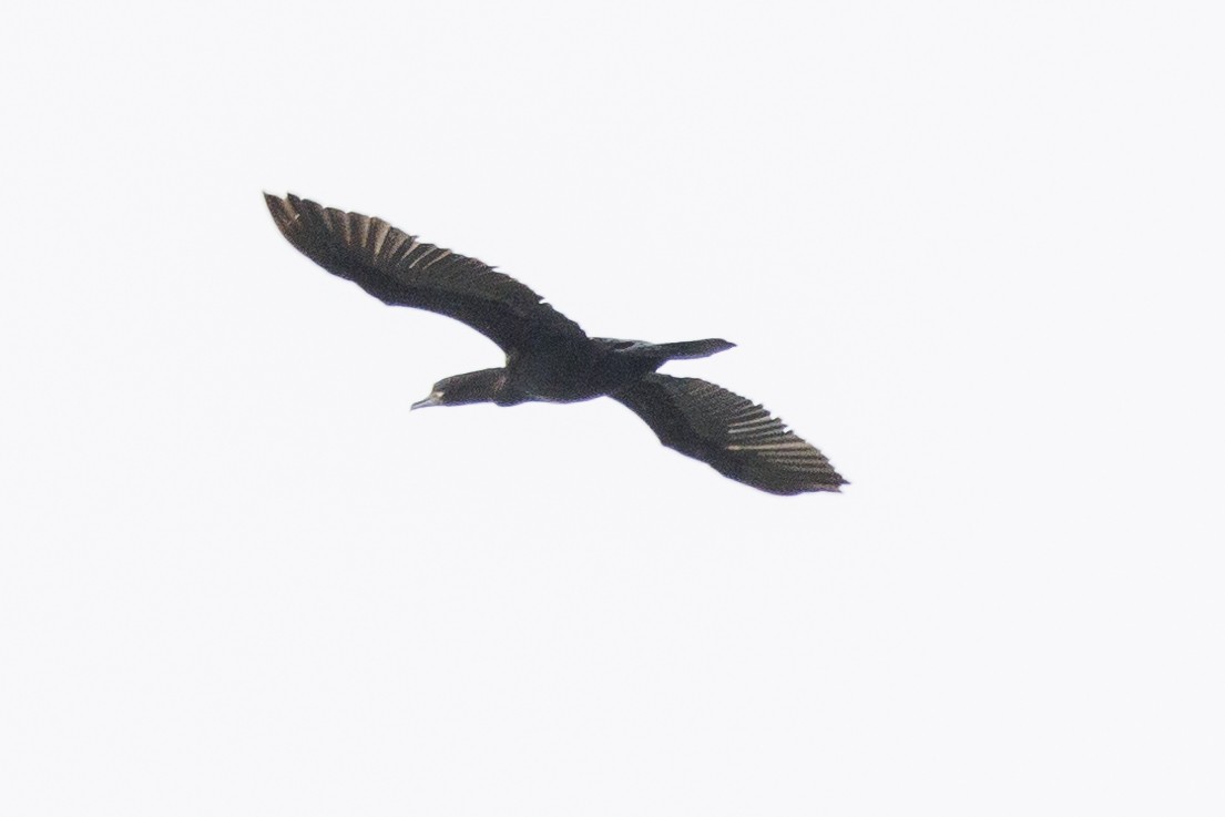 Neotropic Cormorant - Tommy Quarles