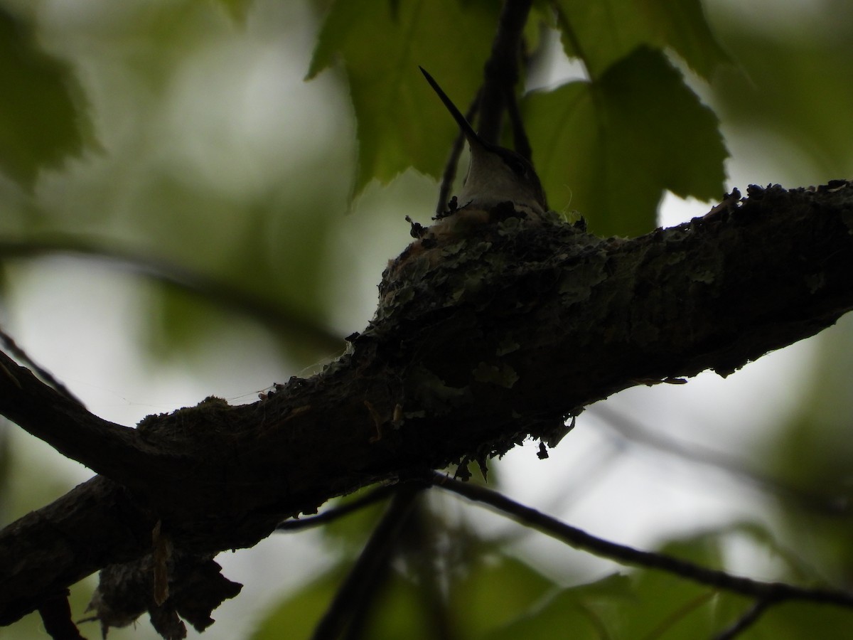 Ruby-throated Hummingbird - Jeff Fengler