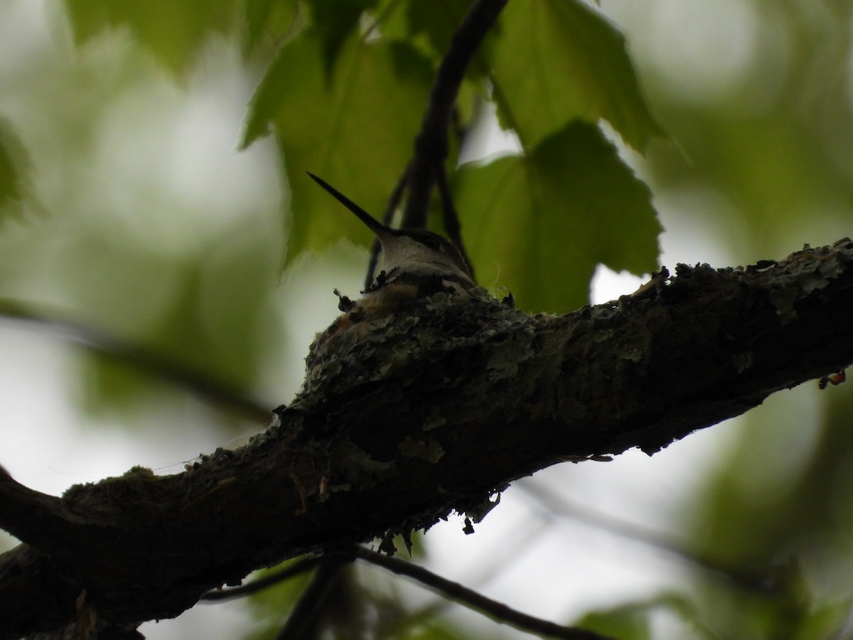 Ruby-throated Hummingbird - Jeff Fengler