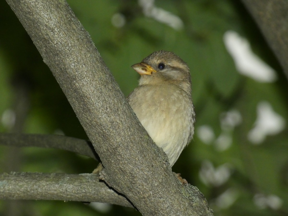 House Sparrow (Gray-cheeked) - Kevin Achtmeyer