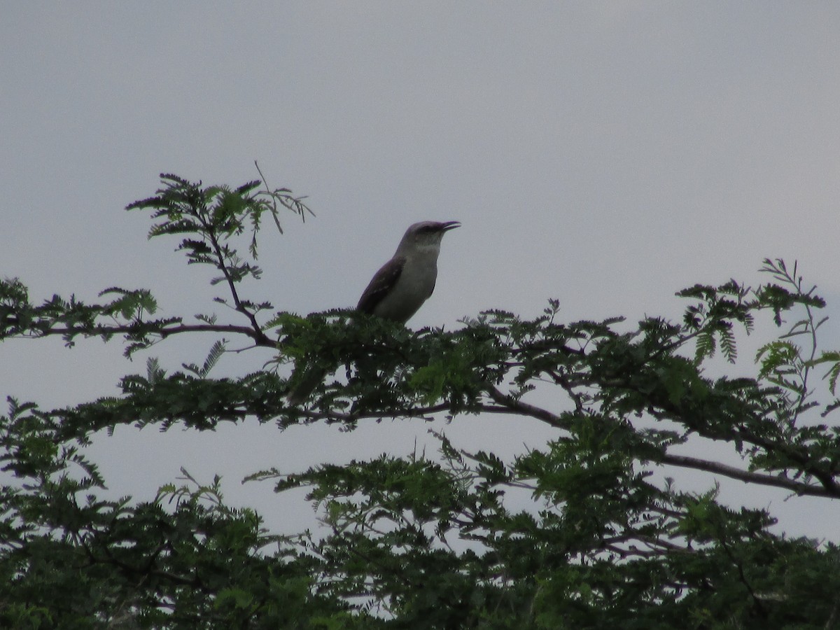 Tropical Mockingbird - Eduardo Freitez Gassán