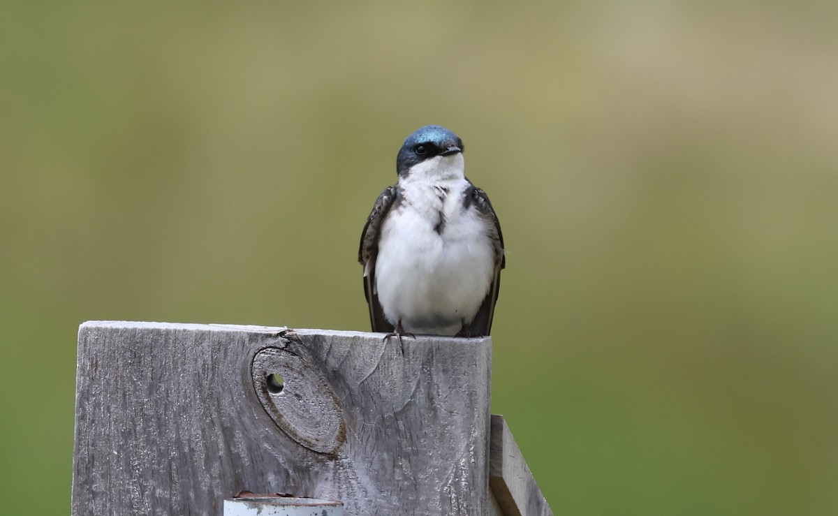 Tree Swallow - ML618851860