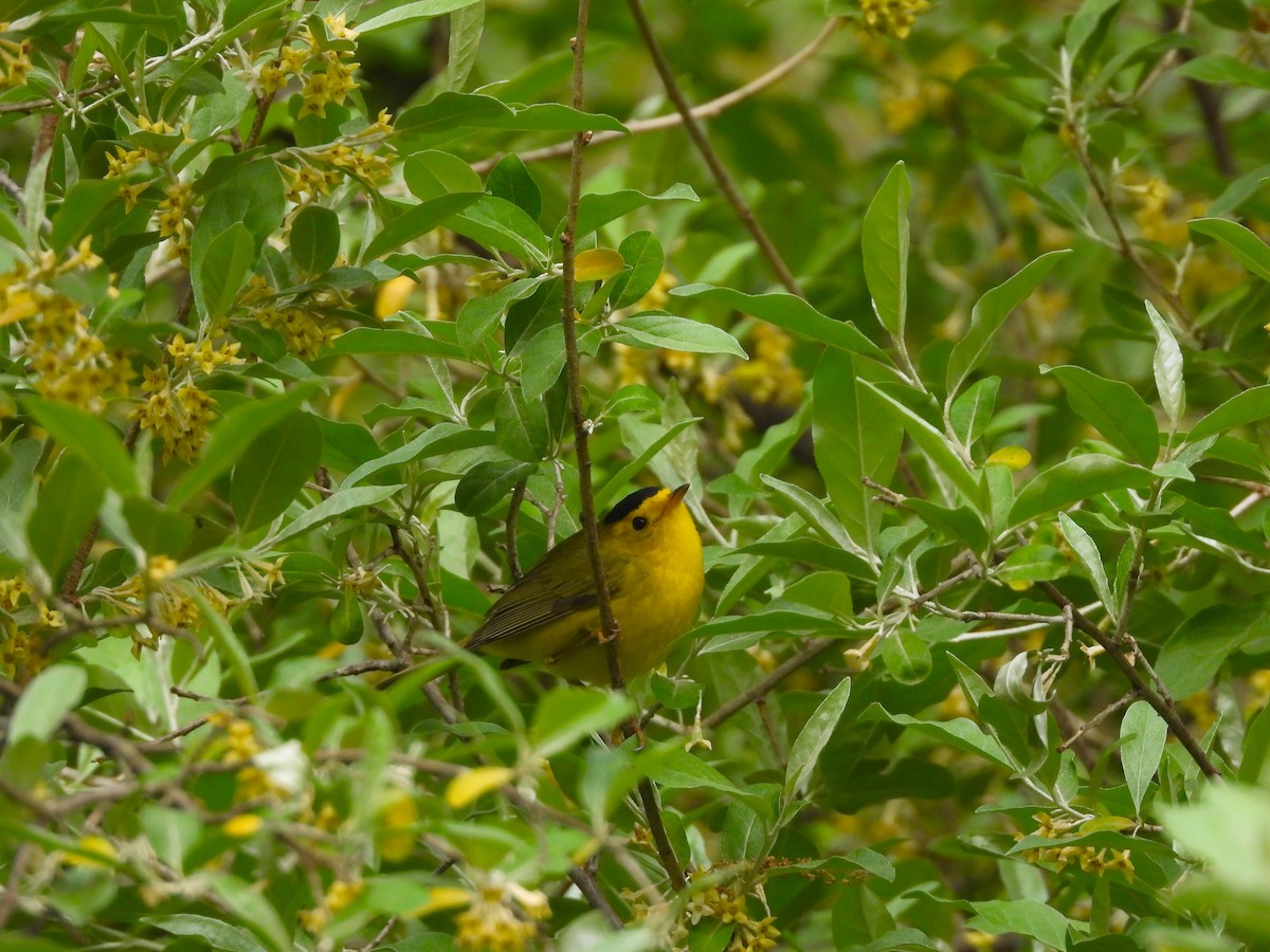 Wilson's Warbler - JamEs ParRis