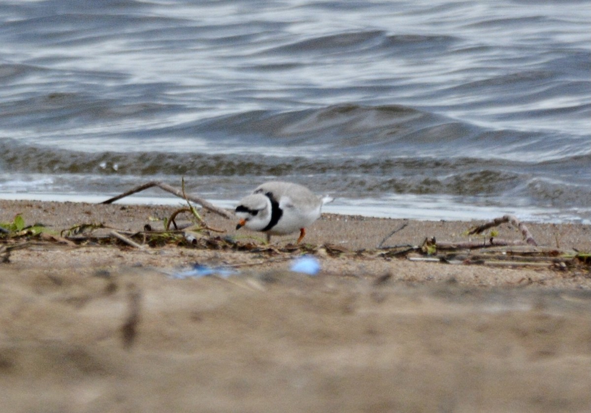 Piping Plover - Anonymous