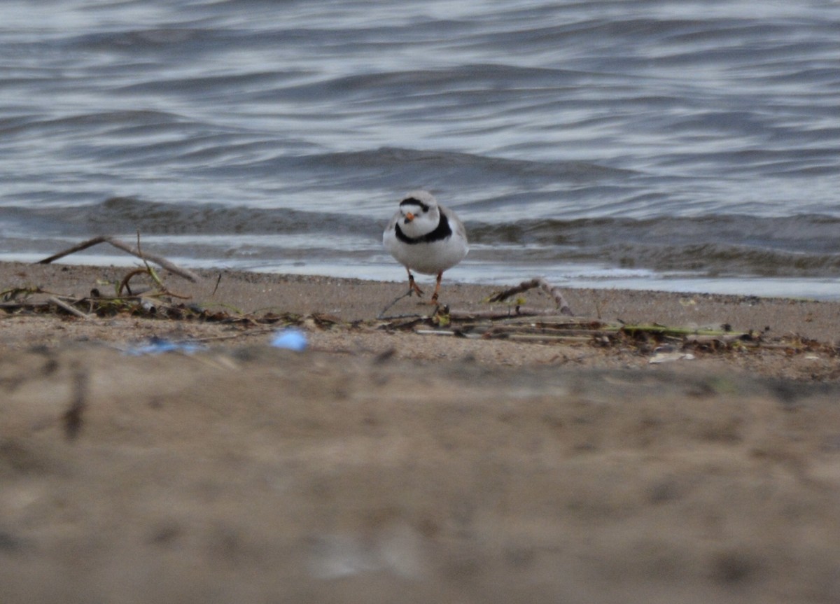 Piping Plover - Anonymous