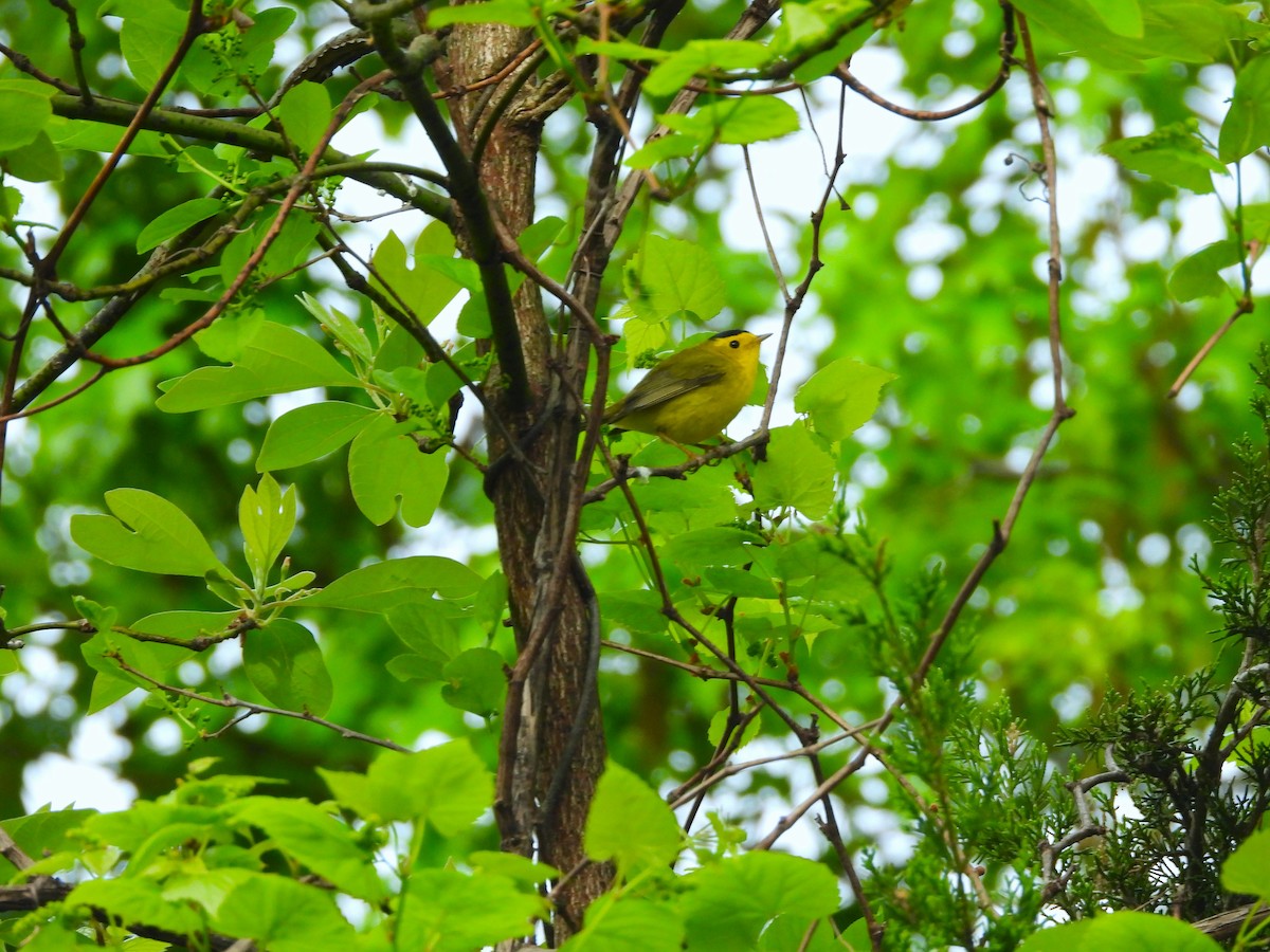 Wilson's Warbler - JamEs ParRis