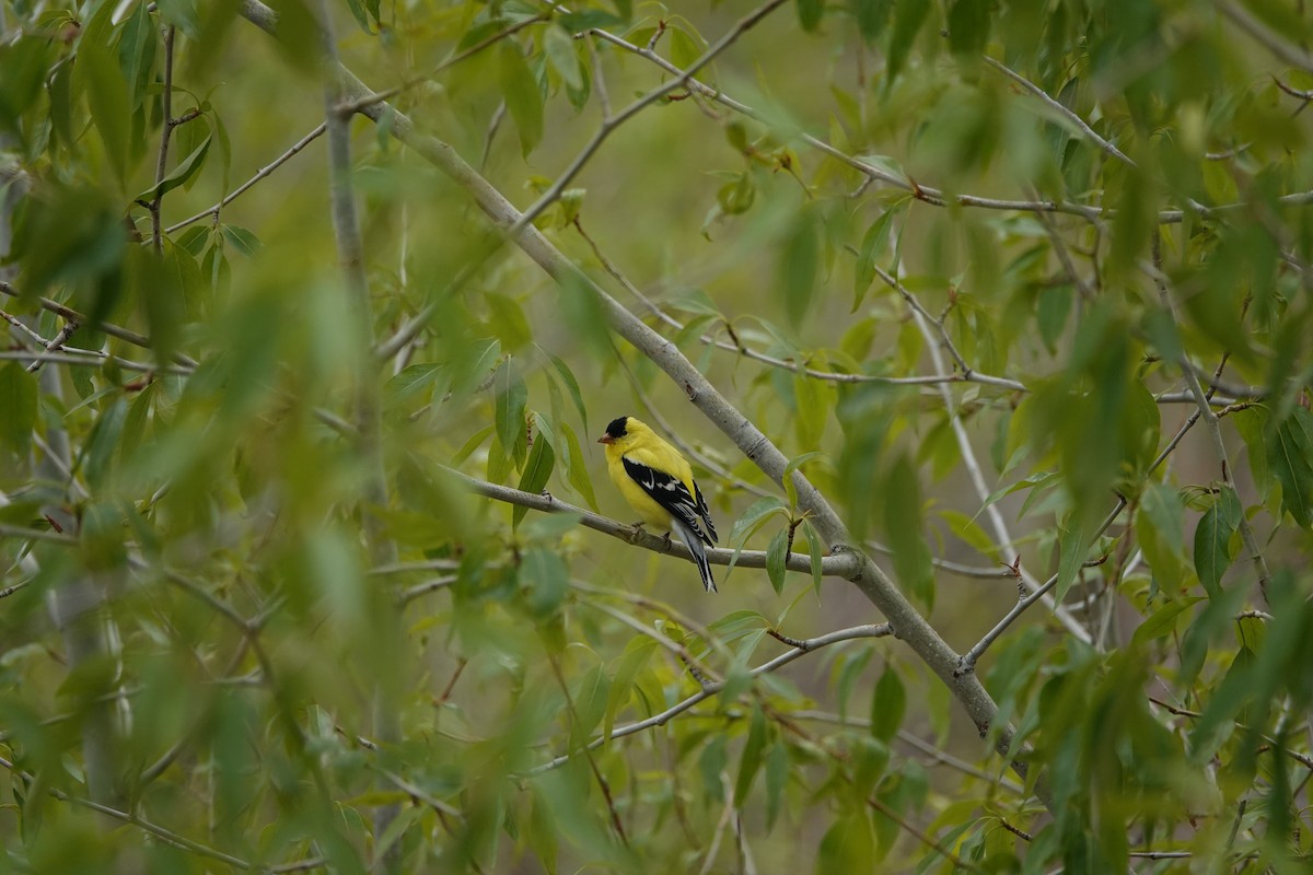 American Goldfinch - ML618851877