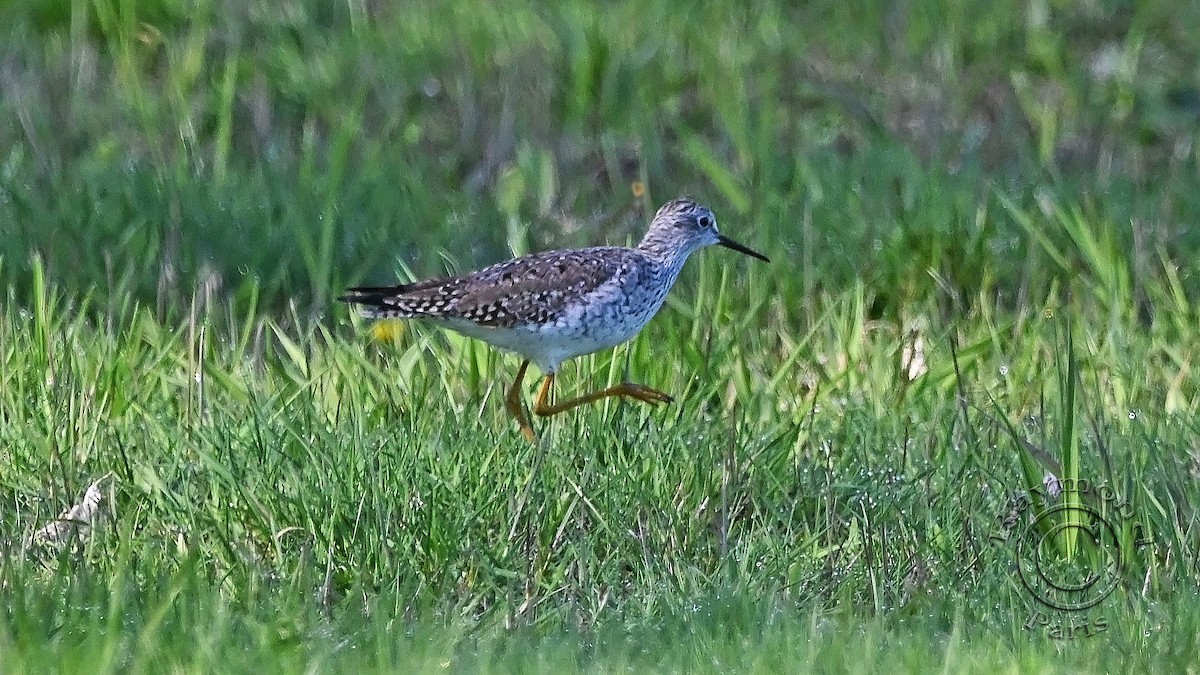 Lesser Yellowlegs - Raymond Paris