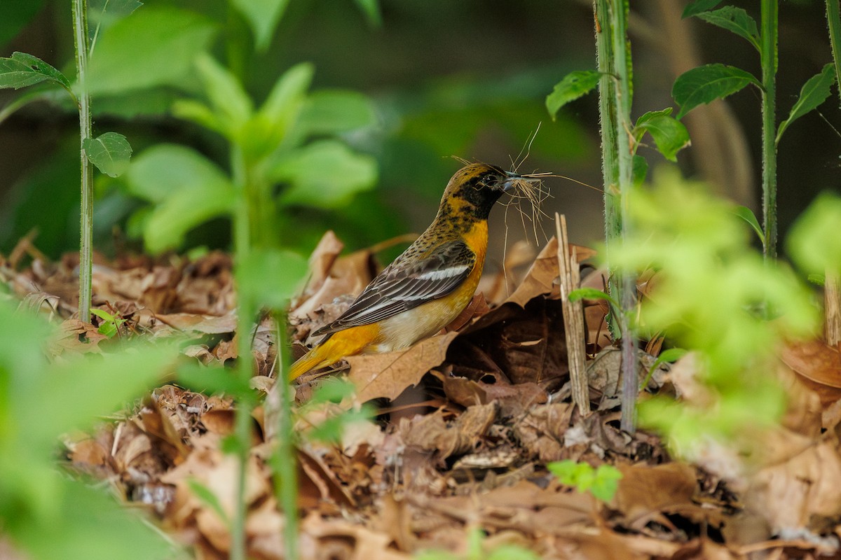 Baltimore Oriole - Leena M