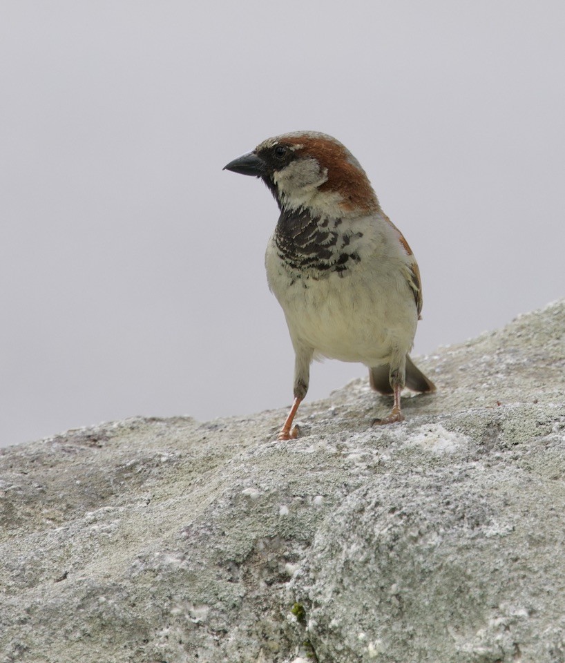 House Sparrow - Bruce Fleischer