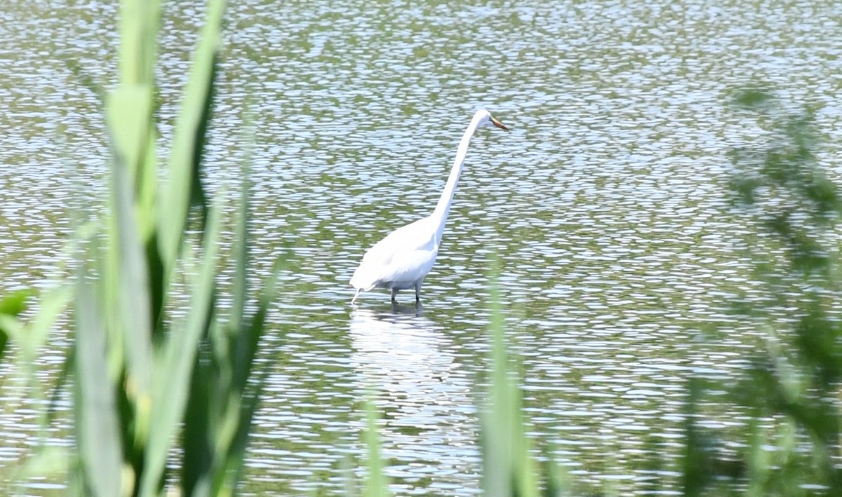 Great Egret - Brian Kenney