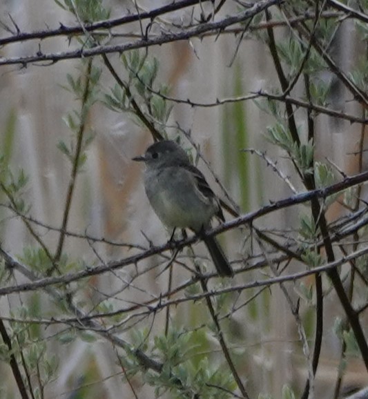 Dusky Flycatcher - terry kilpatrick