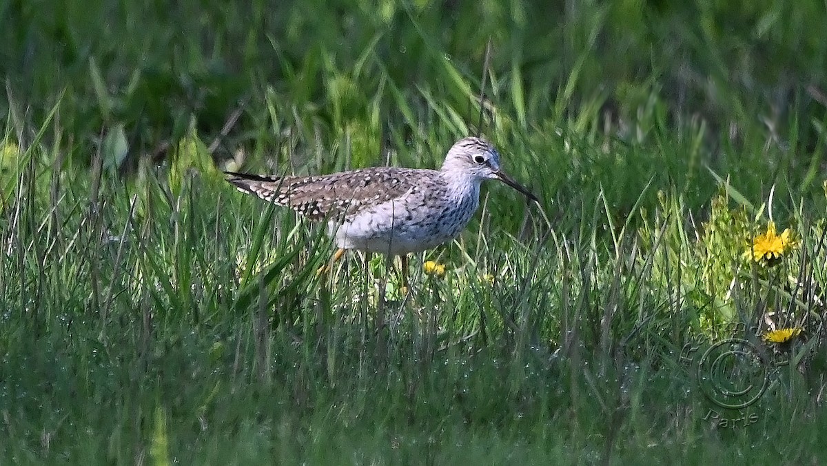 Lesser Yellowlegs - Raymond Paris